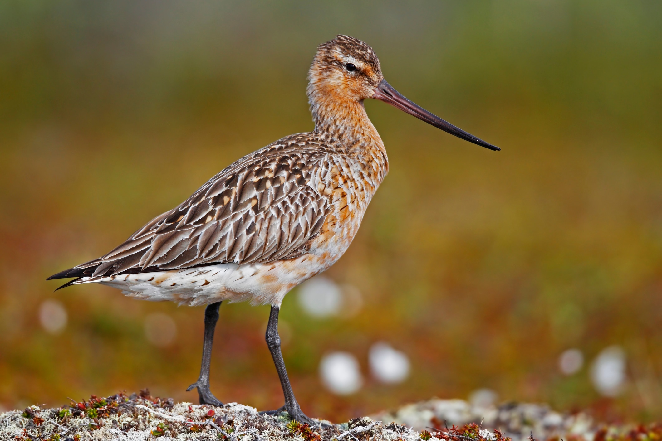 Clues emerge revealing how birds navigate