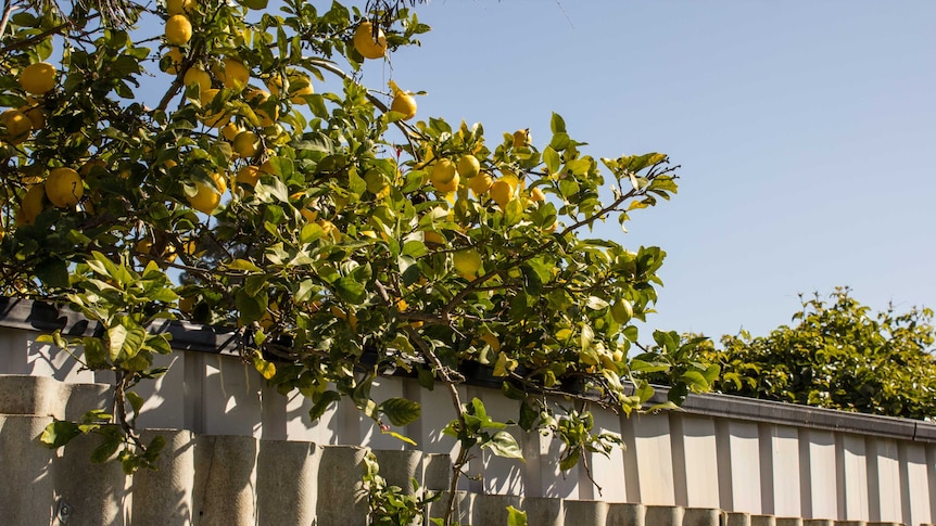 A fully laden lemon tree in Balga.