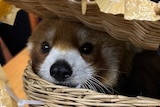 A red panda peeks out of a wicker basket after it was found by Thai customs.