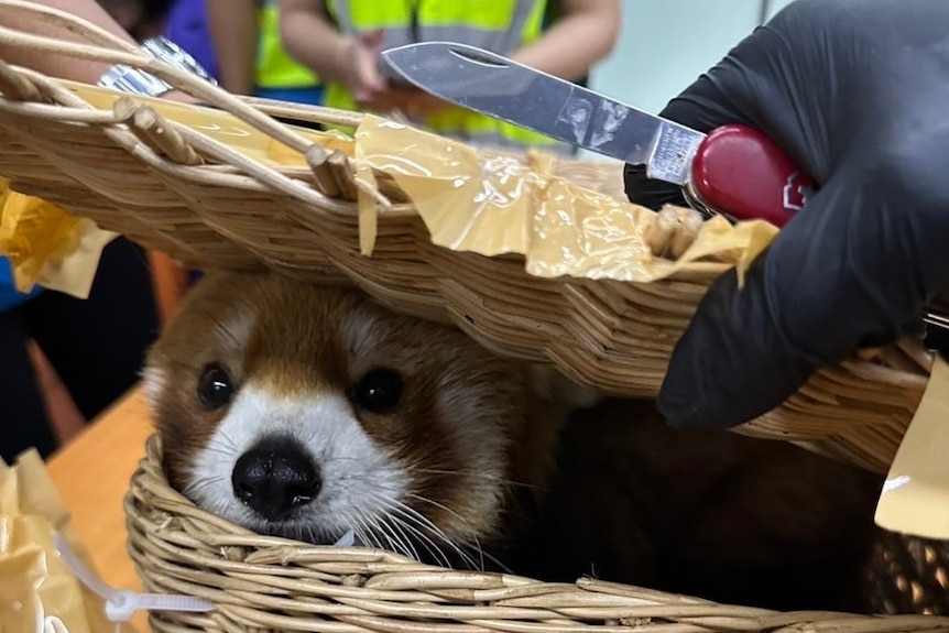 A red panda peeks out of a wicker basket after it was found by Thai customs.