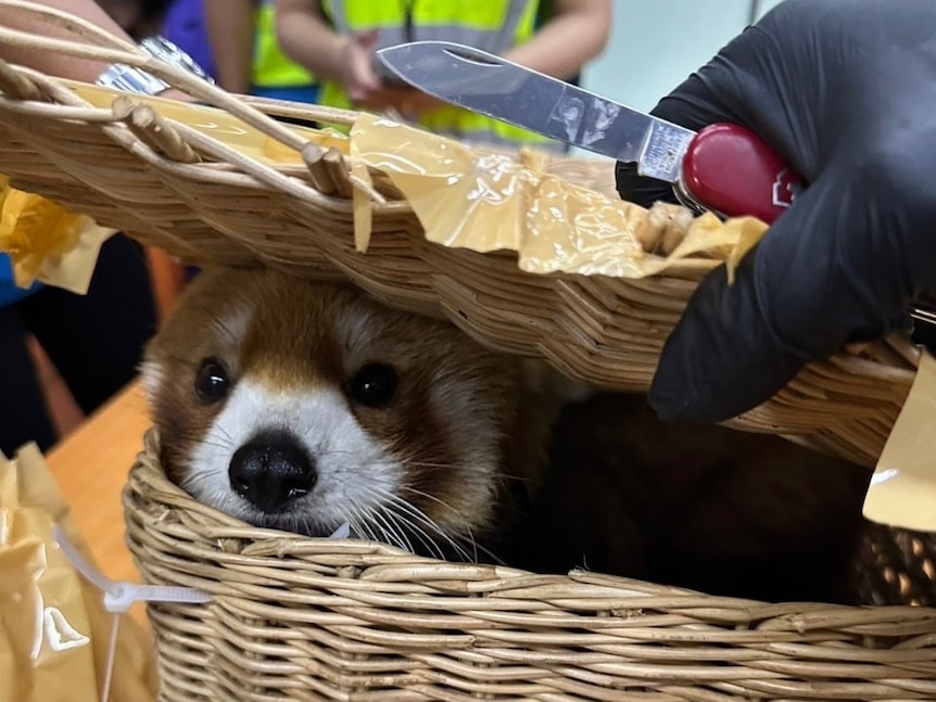 A red panda peeks out of a wicker basket after it was found by Thai customs.