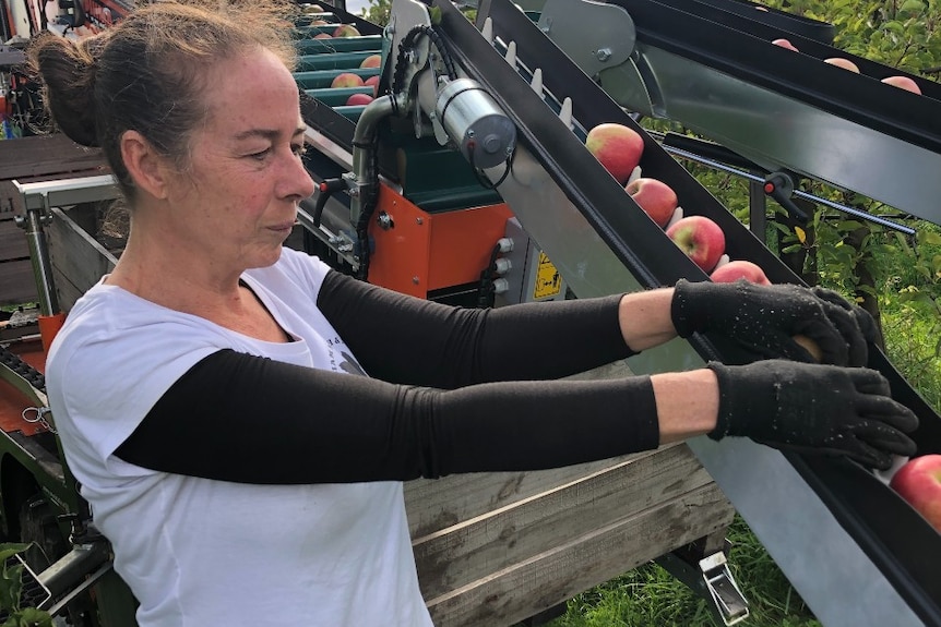 A woman reaches out to apples on a machine