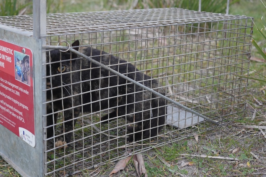 A trapped feral cat