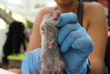 A woman wearing latex gloves hold a rat by the scruff of its neck.