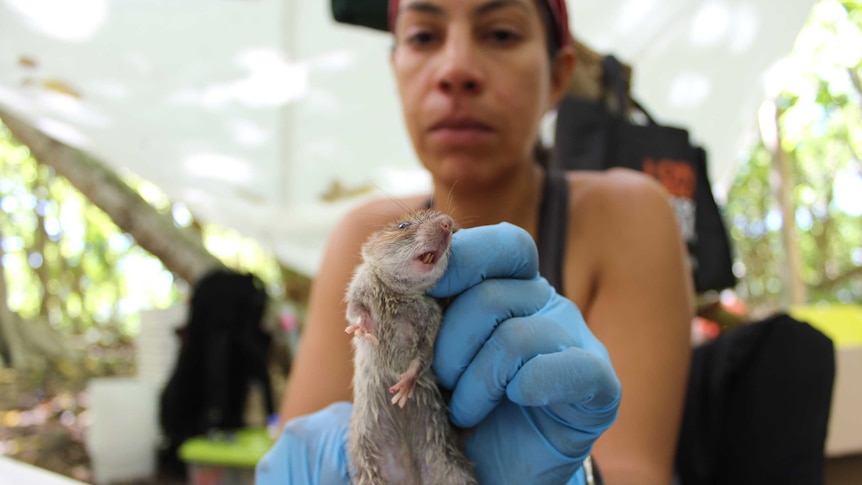 A woman wearing latex gloves hold a rat by the scruff of its neck.