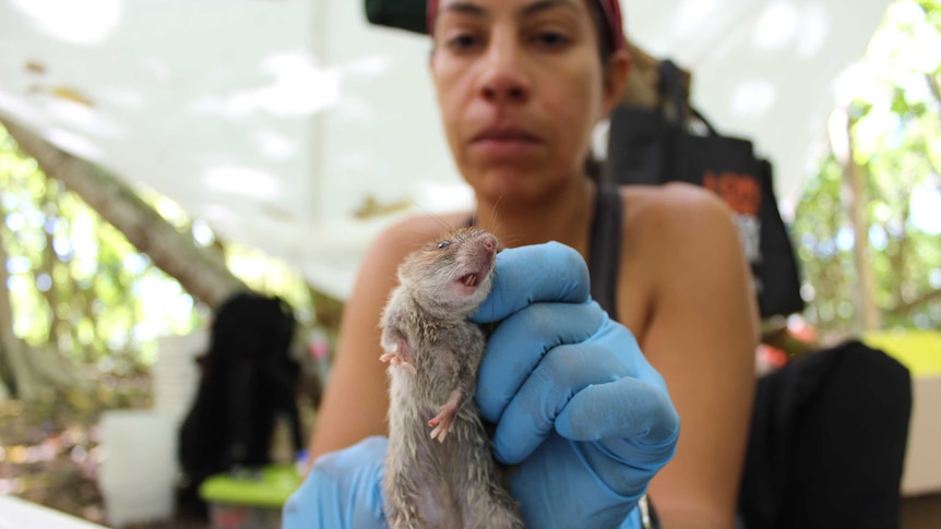 Dr Araceli Samaniego, wearing blue gloves under a white tarp, holds a rat up the the camera