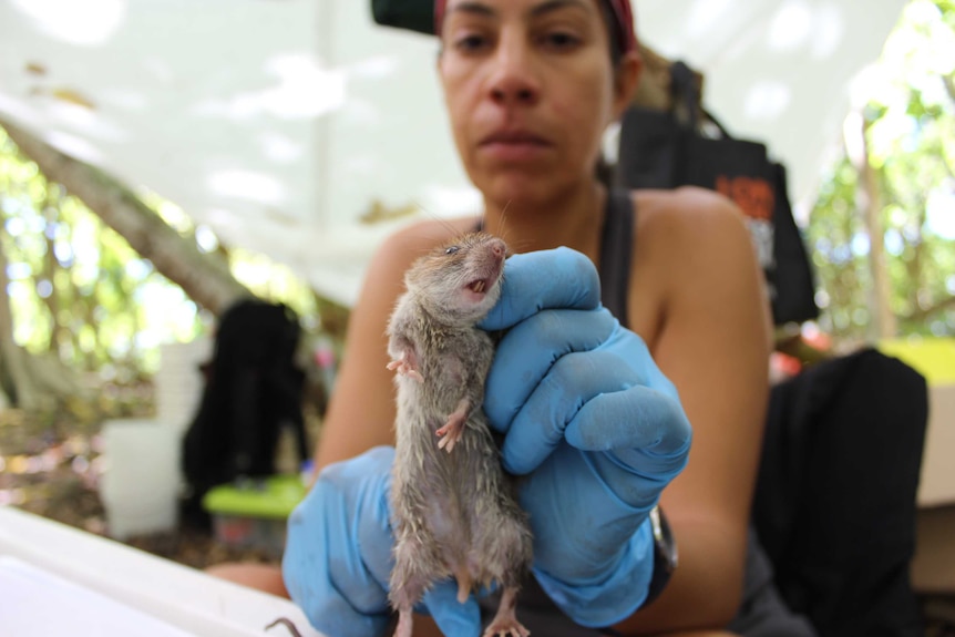 A woman wearing latex gloves hold a rat by the scruff of its neck.