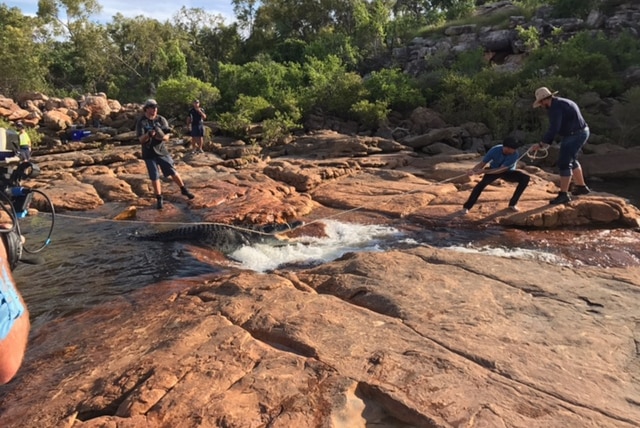 Wranglers capture a crocodile in the remote north Kimberley