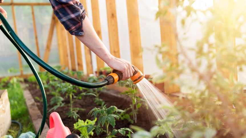 A person sprays a garden's vegetable patch with water using a hose