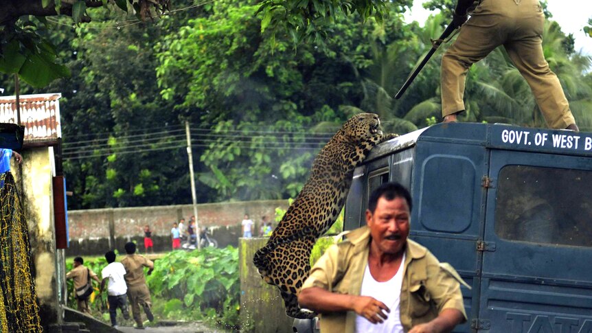 A forest guard aims his rifle as he is attacked by a wild leopard in India.