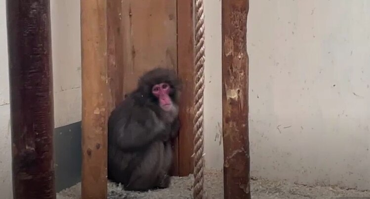 A brown furry monkey with a red face looks sad behind three bits of wood.