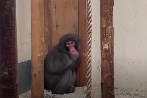 A brown furry monkey with a red face looks sad behind three bits of wood.