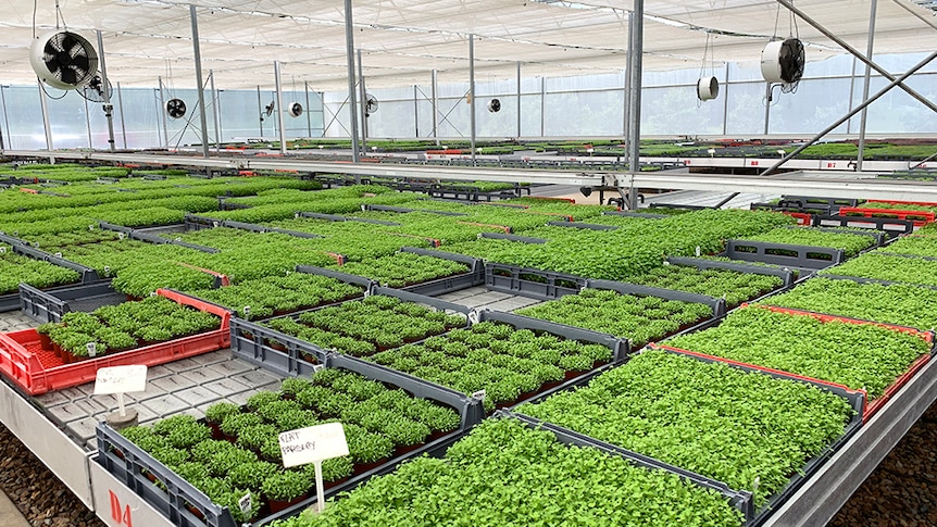 Trays of micro herbs in a greenhouse.