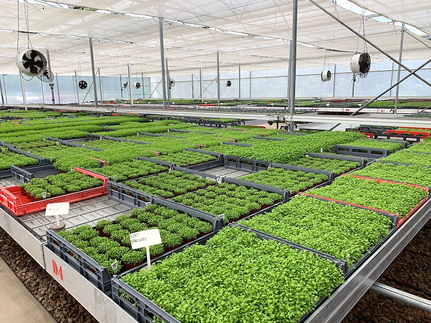 Trays of micro herbs in a greenhouse.