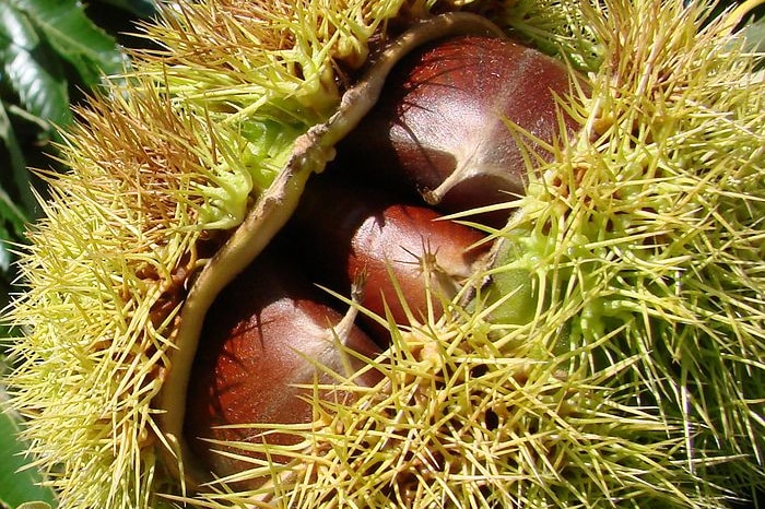 A close-up of a chestnut.
