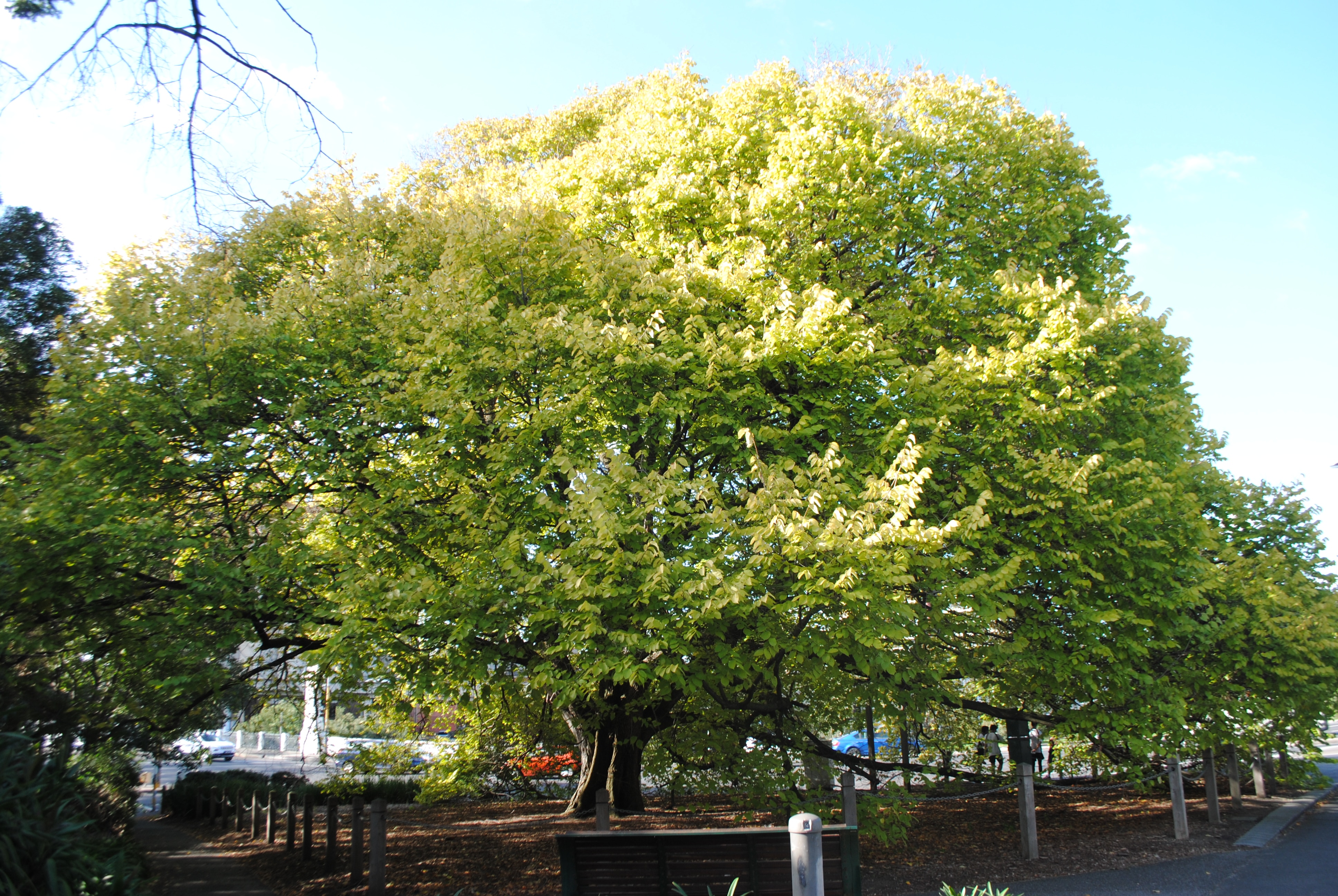 A large green tree.