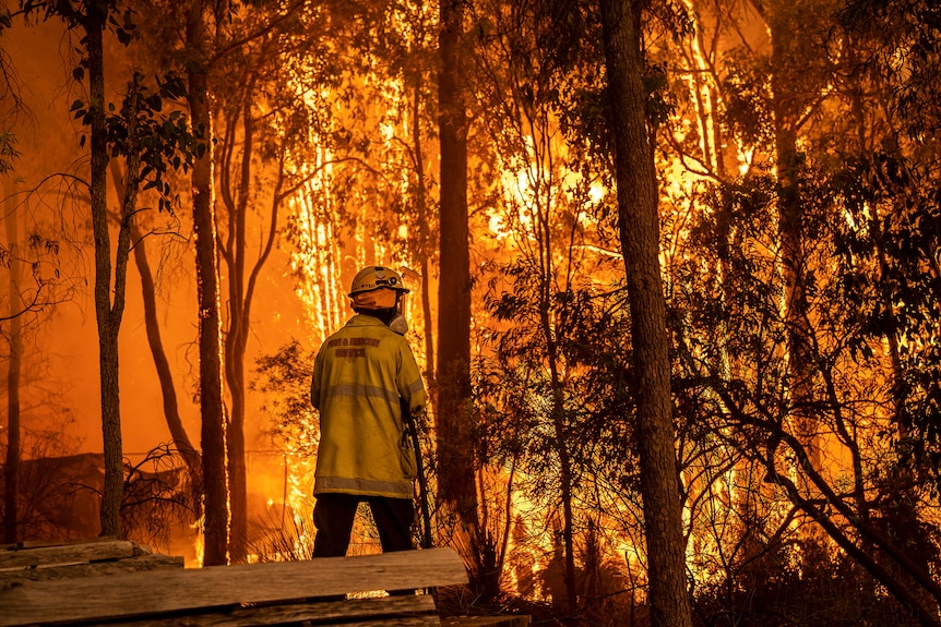 A firefighter stands in front of a raging bushfire with his back to the camera.