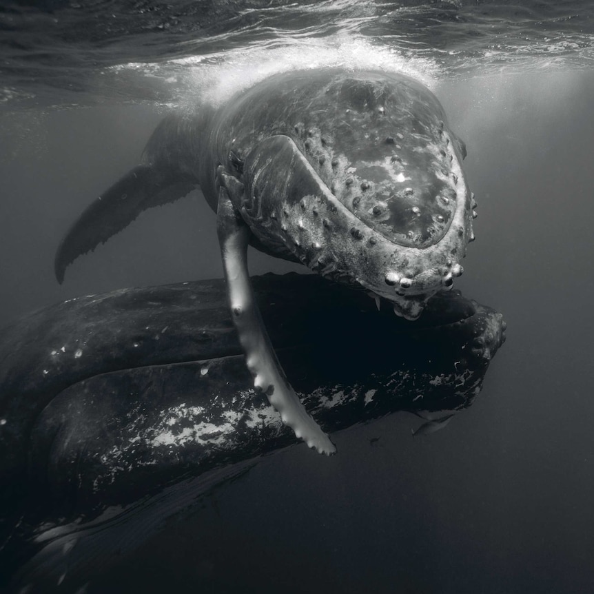 Humpback Whale Mother and Calf III.