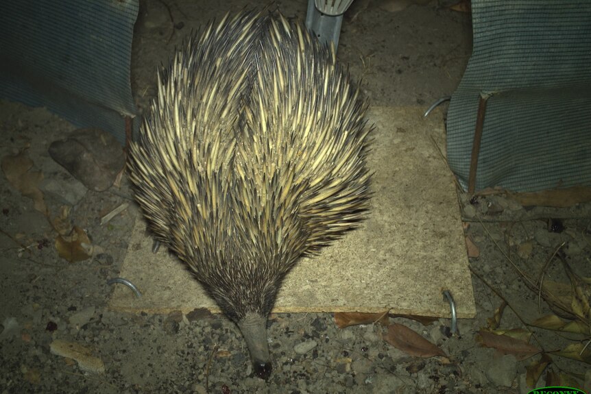 A grainy photo of an echidna sitting on a cork mat. Around them is bushland.