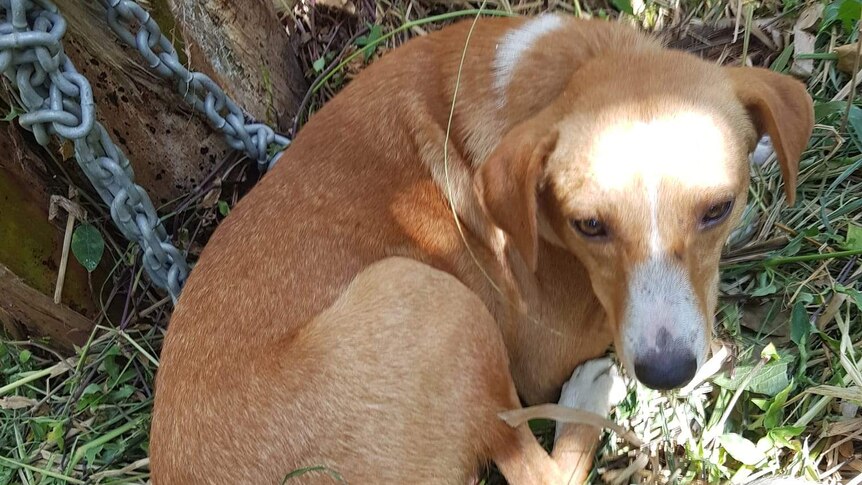 Orange dog curled up on chain.