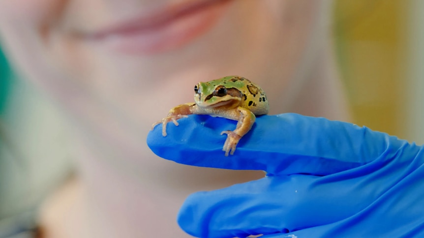 A tiny frog sits on a gloved finger