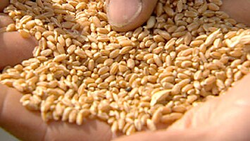 Fight over which group controls SA grain interests