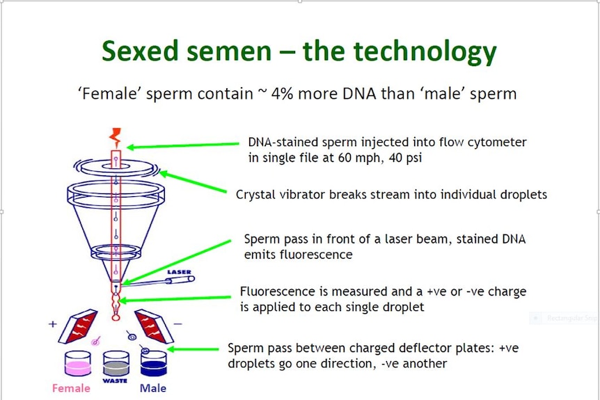 Diagram showing how semen is divided with X female sperm positively charged and male semen negatively charged