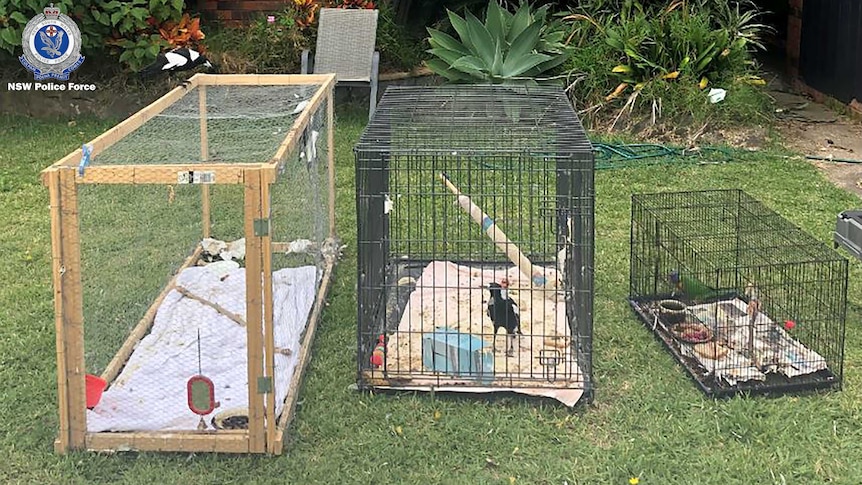 Three cages sit on a lawn, and two of the cages have birds in them.