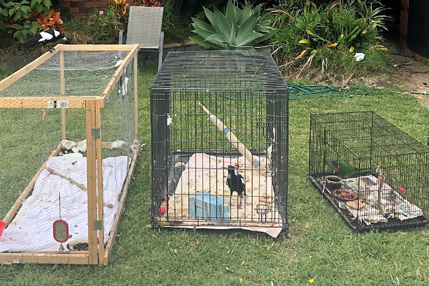 Three cages sit on a lawn, and two of the cages have birds in them.