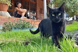 A cat on the lawn with a woman looking on from her veranda