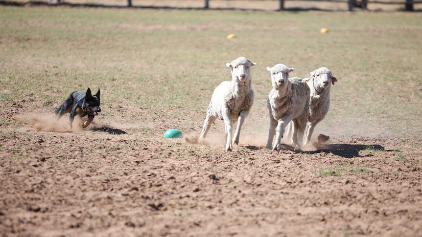 A dog runs behind three sheep.