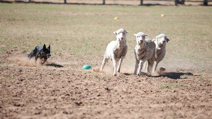 A dog runs behind three sheep