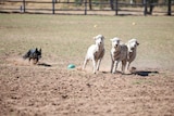 A dog runs behind three sheep