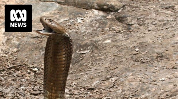 How long is a spitting cobra? According to Cape Snake Conservation, the  forest cobra is the largest true cobra, reaching 10 feet (3 m), and  Ashe's spitting cobra is 9 feet (2.7