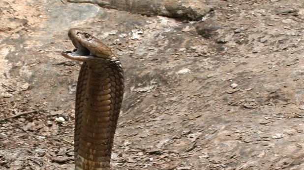 Giant Kenyan cobra