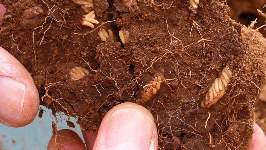 An extreme close up photo of a clump of dirt being held up. Locust egg stacks are scattered throughout, looking like rice grains