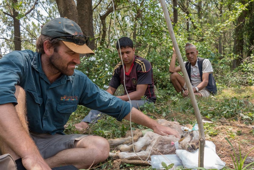 An injured goat in Nepal is treated by veterinarian, John Skuja
