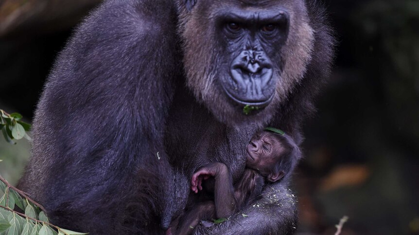 New baby gorilla born in Taronga Zoo