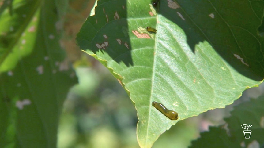 Close up of pear and cherry slug on damaged green leaf