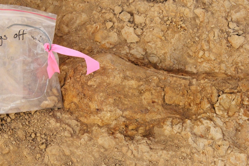 Un hueso de dinosaurio enterrado en la tierra, con una bolsa de plástico al lado.
