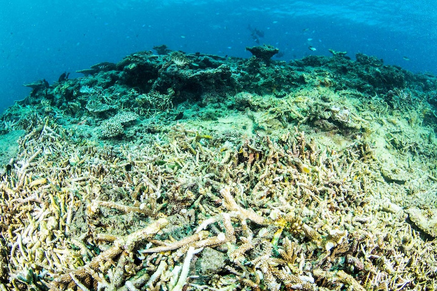 Corals flattened by a cyclone.