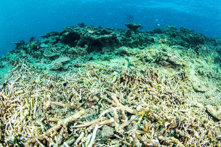 Damaged, bleached coral.