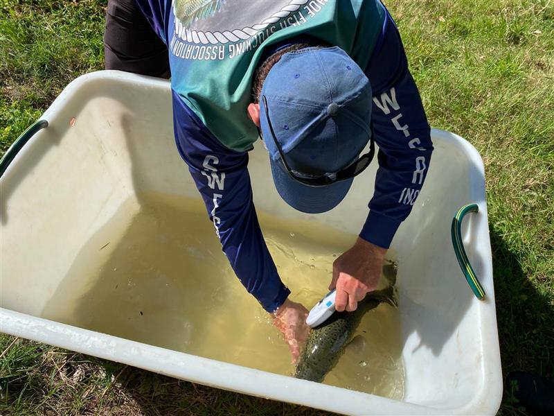 Um homem se inclina sobre um peixe em um balde.