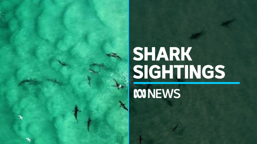 Shark sightings hit five-year high in NSW, not because there are more