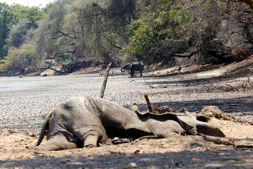 An elephant carcass lies on the edge of a dry riverbed with another elephant standing at the bed's edge in the distance.