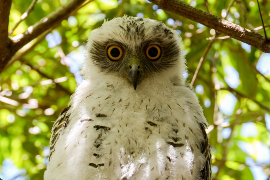 Powerful owl chick close up