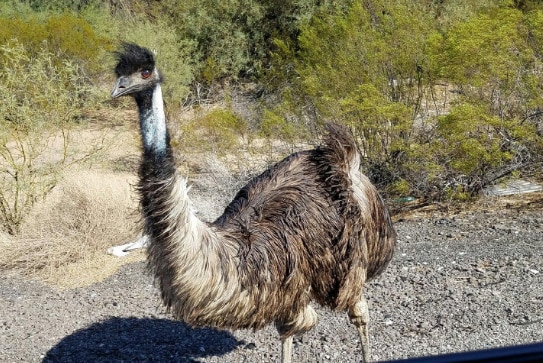 Emu on the side of the road in Arizona.