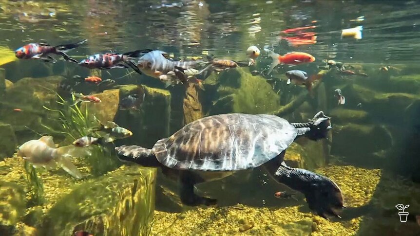 A turtle and fish swimming in a garden pond.
