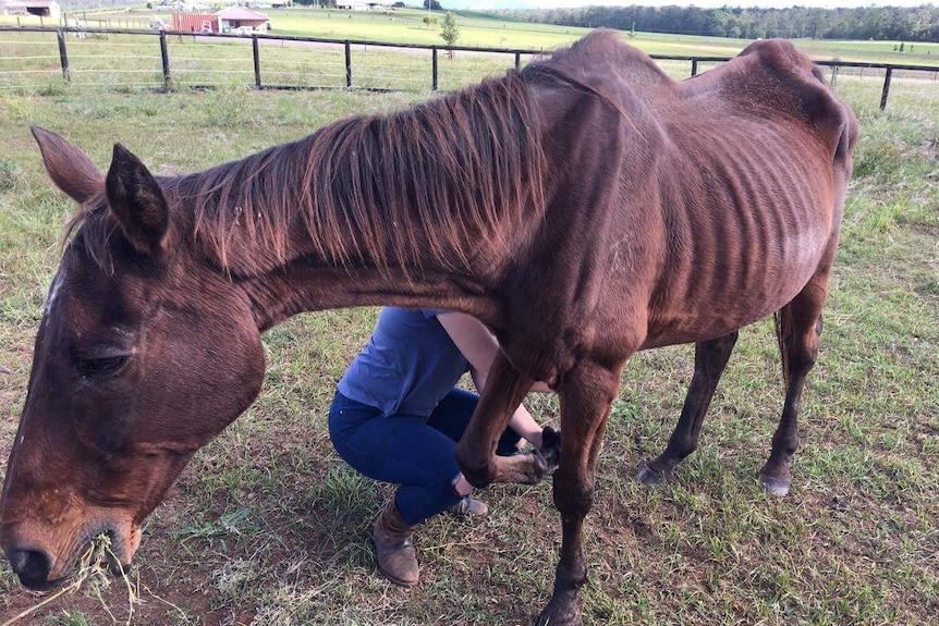 A woman tends to the hooves of an emaciated horse