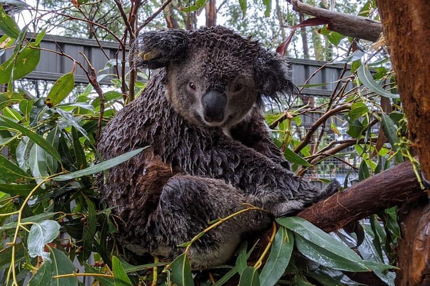 A drenched koala